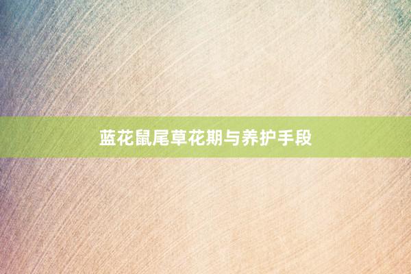 蓝花鼠尾草花期与养护手段