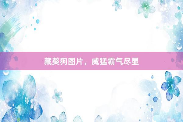 藏獒狗图片，威猛霸气尽显